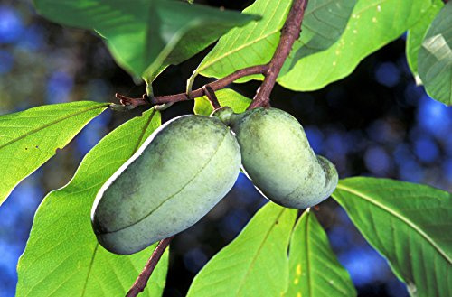 5 PAW PAW FRUIT TREE Indian Banana Asimina Triloba Flower Seeds
