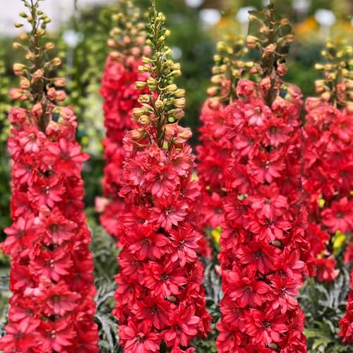 TomorrowSeeds - Scarlet Spire Rocket Larkspur Seeds - 3600+ Count - for 2026 Planting Red Delphinium Consolida Ajacis Dried Flowers Garden Border Tall Flower Grow Your Own Home Farm Patio Healthy