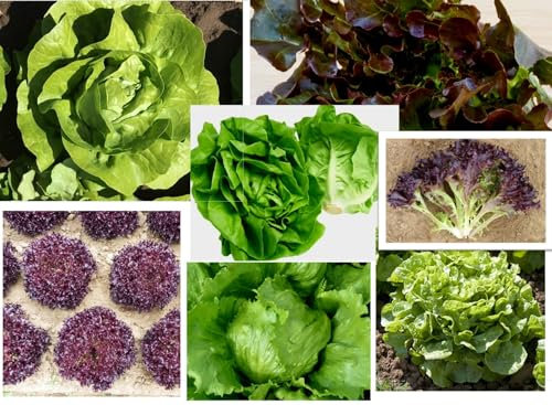Mixed Lettuce Plug Plants - Grow Your Own Salads (3 Plug Plants)