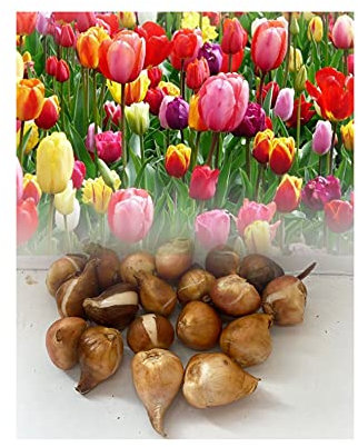 GARTHWAITE NURSERIES® : - 50 Mixed Darwin Hybrid Tulip Bulbs Spring Flowering Hardy Garden Perennial