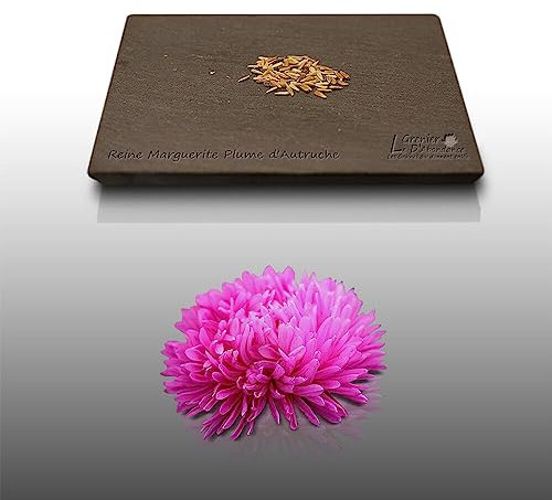 100 graines de Fleurs à semer - Le Grenier d'Abondance - REINE MARGUERITE Plume d'Autruche - Callistephus chinensis