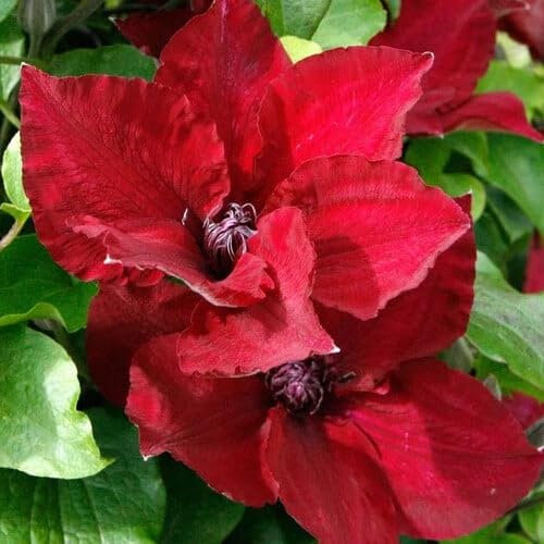 Plant World Seeds - Clematis Baby Sangria Seeds (Climber Seeds)