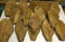 Sonderangebot 1Kg Seemandelbaumblätter Terminalia Catappa Leaves Indian Almond
