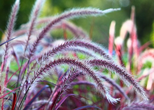 Setaria Italica 'Red Jewel' 30 Seeds - Foxtail Millet or Red Bristle Grass