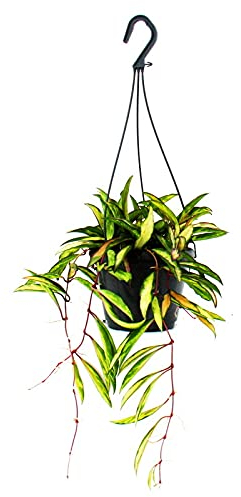 exotenherz Zimmerpflanze zum Hängen - Hoya wayetii Tricolor - Wachsblume 14cm Ampel