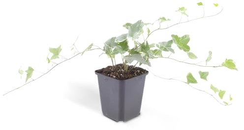 Bodendecker - Efeu - Hedera helix 'Glacier' - 9cm Topf - Set mit 20 Pflanzen