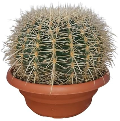 Cactus Barril de Oro - Echinocactus grusonii un Cactus Natural que Ilumina tu Espacio