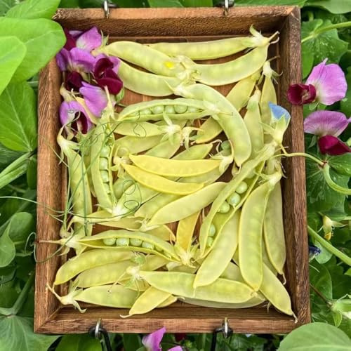 piselli semi di pisello verdi da appartamento semi di pisello biologici invernali biologici vecchie varietà 100pcs