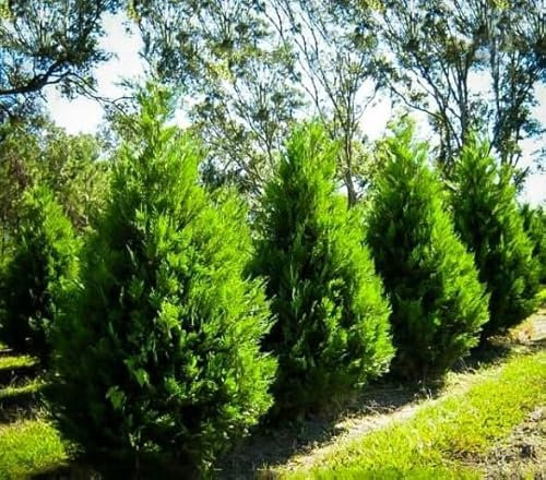 Nouvelles graines fraîches de cyprès de 50pcs