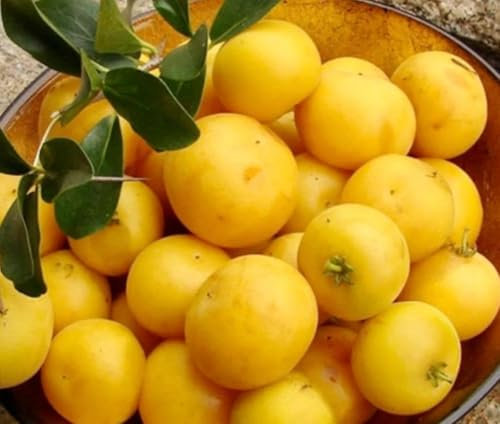 Vivaio Garden Forest, Mela Kei Dovyalis caffra - Albero da frutto raro esotico, Pianta tropicale da vaso o serra, Ideale anche indoor, Da spostare all’esterno in estate, Altezza circa 100 cm