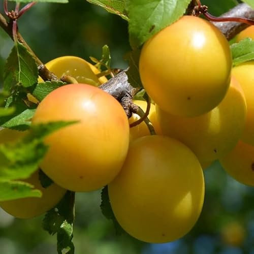 Mirabelle von Nancy Mirabellenbaum Buschbaum 7,5 L Topfballen St. Julien A 110-140 cm