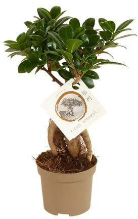 Garden Center Shop | Bonsái Ficus Microcarpa Ginseng M9 30 cm | Planta de Interior Elegante | Bonsái de Ficus Resistente y Fácil Cuidado | Toque Zen Natural