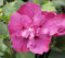 Dehner Hibiskus Purple Ruffles®, große gefüllte lila Blüten, ca. 40-60 cm, 3 l Topf, Zierstrauch