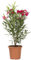 KENTIS - Nerium Oleander Rosso - Oleandro Pianta Vera da Esterno - Pianta da Giardino Fiorita Perenne - Altezza 40/50 cm Vaso Ø 18 cm