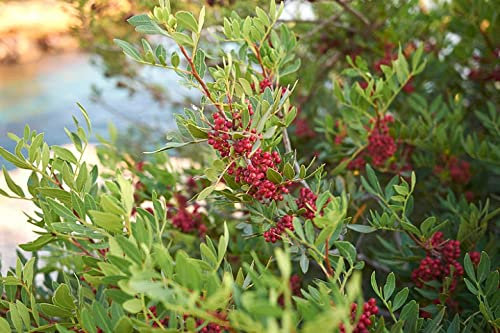 Pistacia Chinensis, Hardy cinese Pistach Albero 20/100/100 semi da Stati Uniti d'America