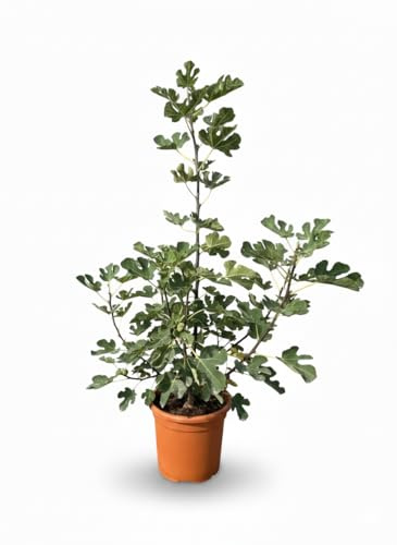 Sunny Tree Ficus Carica (Higuera) - Higuera en forma de arbusto, maceta de 18 litros, vigorosa y saludable, ideal para jardín o balcón