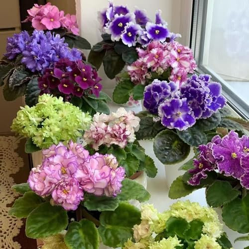 Usambaraveilchen samen, Saintpaulia ionantha samen gartenblumen, blumenwiese balkon pflanze dekoration steingartenpflanzen, bonsai blumen samen garden hochbeet stauden pflanzensamen, 200pcs