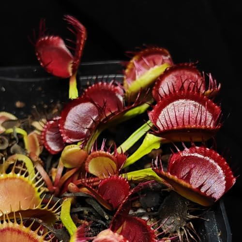 venusfliegenfalle samen - bonsai samen, winterharte pflanzen für garten balkon beet, kübelpflanzen winterhart bonsai, samen balkon deko pflanzen, garden fleischfressende pflanzen, 200pcs