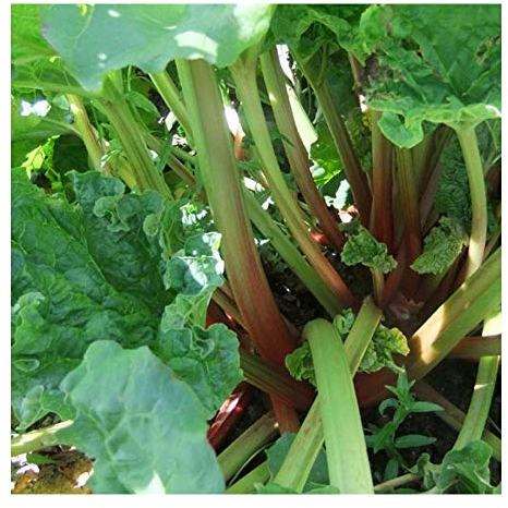 PREMIER SEEDS DIRECT - Rhubarb Seeds - Victoria - 100 Finest Seeds