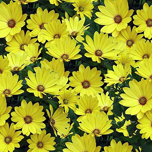 ® - Semi di margherita afana, couleur jaune, parfaits pour le jardin ou le contenant, 100 semi