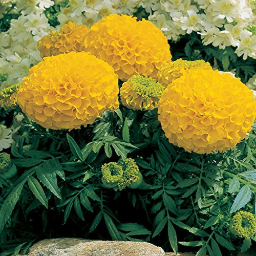 African Marigold Flower Garden Seeds - Antigua Series F1 - Gold - 100 Seeds - Annual Flower Gardening Seed - Tagetes erecta
