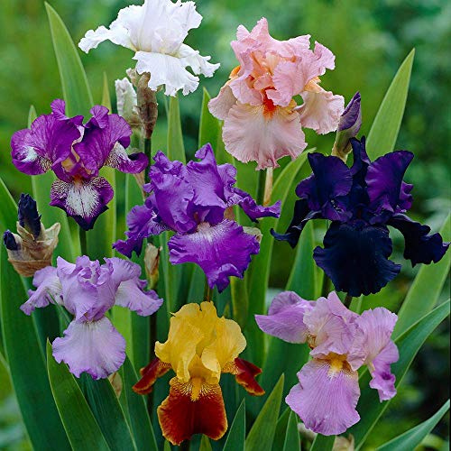 10 X Iris Germanica rizomi Mix