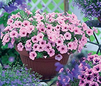 semillas de huerto familiar 100 Petunia semillas espejismo selección multicolor 5