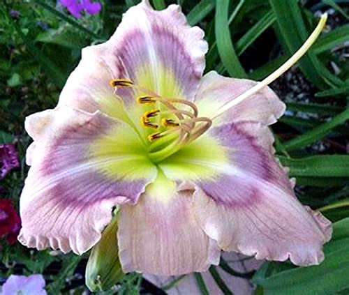 Daylily,Hemerocallis,bulbi di daylily,bulbosa resistente, bella e colorata, adatta come regalo per gli altri, può essere invasata o piantata in giardino
