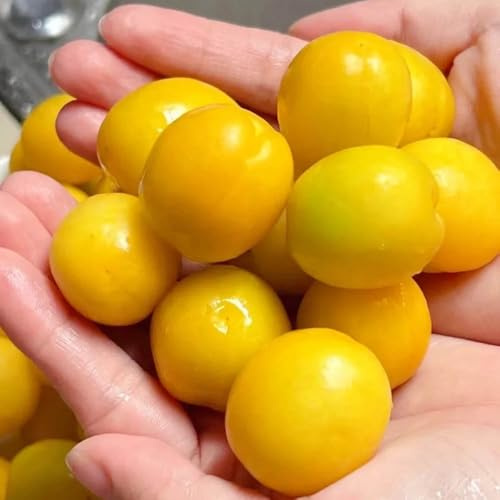 Comprar semillas de albaricoquero - decorativas, orgánicas. para camas elevadas raras 15pcs