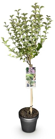 Lilo Syringa Meyeri Palibin en Copa, Planta de Terraza, Flores Lilas, 90cm
