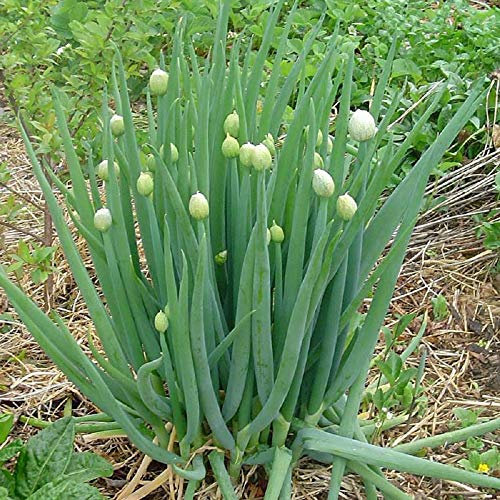 PREMIER SEEDS DIRECT - Welsh Onion (Allium FISTULOSUM) - 1200 Seeds