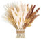 Pampa Naturale, 41 pezzi Set di Erba di Pampa Essiccata Naturale, 8 Pampa Bianca+8 Pampa Marrone+8 Reed Grass+17 Bunny Tail Grass, Erba Della Pampas Decorative, Fiori Secchi per Home/Feste/Boho Decor