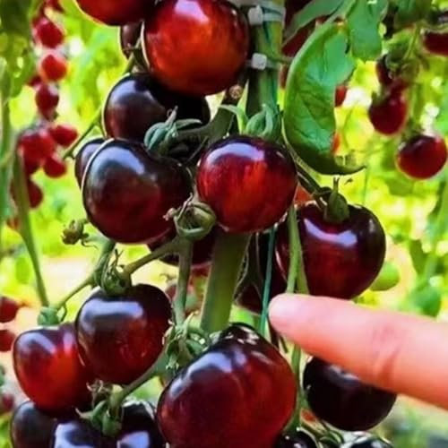 600 graines de tomates anciennes riches en sucre, semences durables, variétés patrimoniales non-OGM pour potager ou serre (Perle Noire)