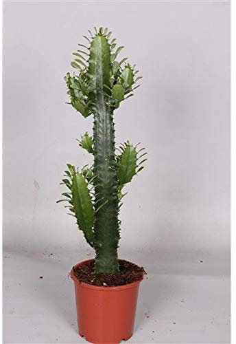 Euphorbia acruensis Cactus House Plant in a 17cm Pot. Approx 60cm Tall.
