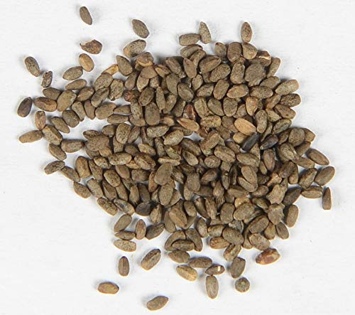 Andorn Marrubium vulgare 500 Samen