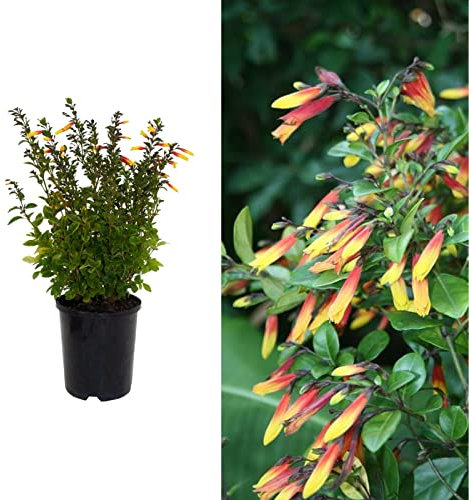 Brazilian Fuchsia Plant - Jacobinia Pauciflora | 9cm Pot - Bright Red and Yellow Flowers - Adds Colour to Your Garden (1 Plant)