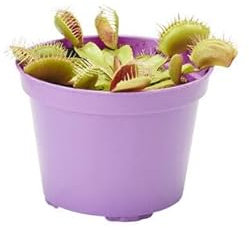 Planta Natural Atrapa Moscas - Venus - Maceta 9cm ⌀