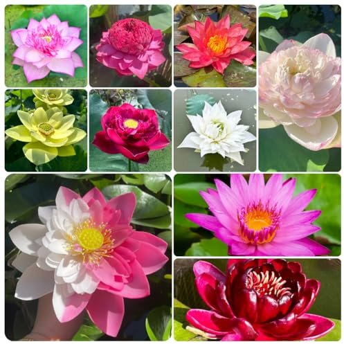 Lotusblume samen （ samen， pflanze）、 blumensamen mehrjährig winterhart、teichdekoration samen anzucht、teichpflanzen winterhart、topfpflanzen blumen garten、wasserpflanzen teich 50pcs