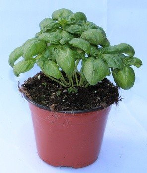 Albahaca (Maceta 13 cm Ø) - Planta viva - Planta aromatica