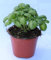Albahaca (Maceta 13 cm Ø) - Planta viva - Planta aromatica
