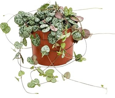String of Hearts - Ceropegia Woodii - Interesting Trailing Succulent House Plant in 8cm Pot