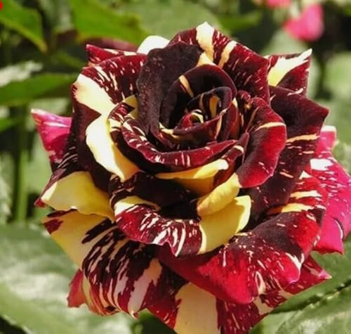 Abracadabra Stunning Striped Velvety Red and Yellow Magically Clustered Floribunda Compact Bush Rose in a 4.5 Litre Pot Well Established- Garden Ready