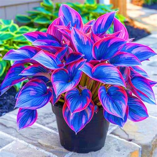 Rare Plants Hostas Plants hosta Bulbs for Planting UK(Wedding Flowers,Plant Bulbs)-6bulbs-e
