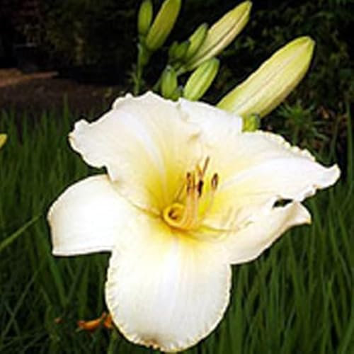 6 x Lis d'un jour, Hémérocalle 'Helle Berlinerin' - Hemerocallis - Godet 9x9cm - Fleurs roses, floraison estivale, massifs