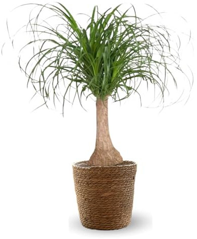 Attitude Jardin - Beaucarnea recurvata avec panier en jonc de mer - pied d'éléphant - 90-100 cm - ⌀ 22 cm - plante d'intérieur
