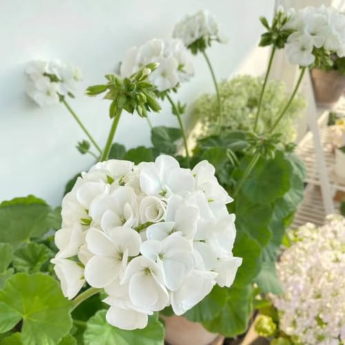 semillas de geranio - resistentes invierno suelo decoración verano sala 350pcs