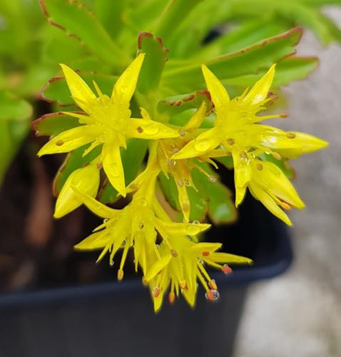 Sedum kamtschaticum var. floriferum 'Bracieux' / Orpin jaune/Godet/Succulente