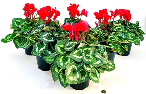 POWERS TO FLOWERS - CICLAMINO A FIORE GRANDE ROSSO, CICLAMINO DA BALCONE, 6 PIANTE, VASO 14CM Diametro, piante vere