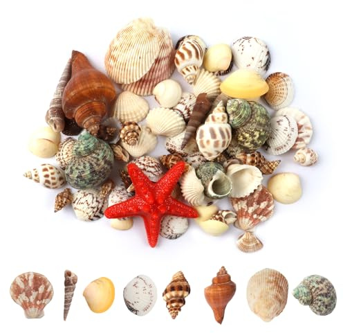 ChAusa 200g Coquilles de mer mixtes décoratives, naturelles marines avec étoiles marines pour remplissages de vase, thème de plage, décorations de mariage