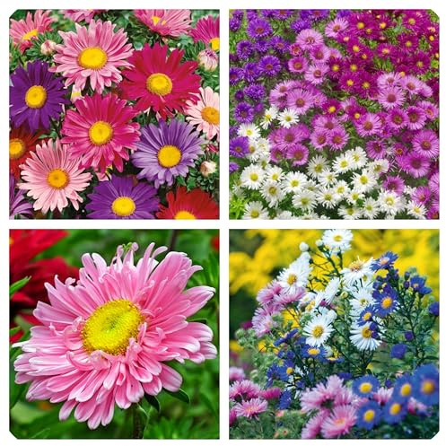 Semi di Astro Semplice, Callistephus Chinensis, Confezione da 300 Semi, Fiori Doppi a Forma di Margherita per Giardinaggio, Balcone, Terrazzo, Aiuole